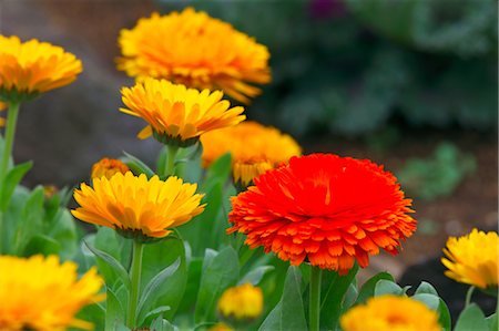 december - Calendula flowers Stock Photo - Premium Royalty-Free, Code: 622-06548823