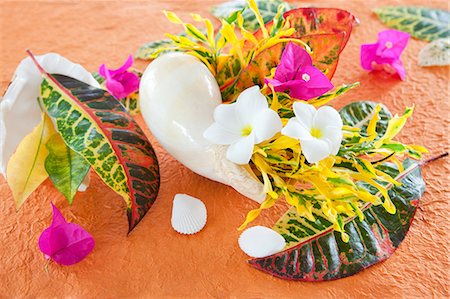 plumeria - Shellfish and flowers Stock Photo - Premium Royalty-Free, Code: 622-06548984