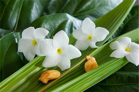 palm leaf - Frangipani flowers and shells Stock Photo - Premium Royalty-Free, Code: 622-06548988