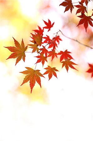 fall maple tree - Red maple leaves Foto de stock - Sin royalties Premium, Código: 622-06549144