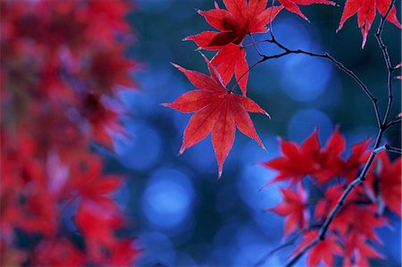 Red maple leaves Stock Photo - Premium Royalty-Free, Code: 622-06549178