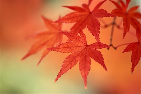 fall maple tree - Red maple leaves Foto de stock - Sin royalties Premium, Código: 622-06549192