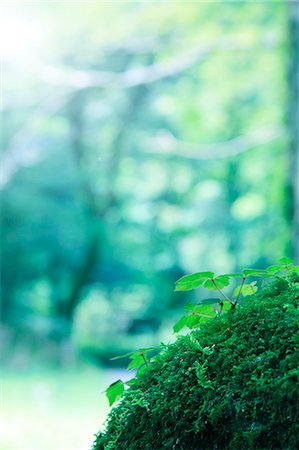simsearch:622-06487634,k - Green leaves and moss Stock Photo - Premium Royalty-Free, Code: 622-06549353