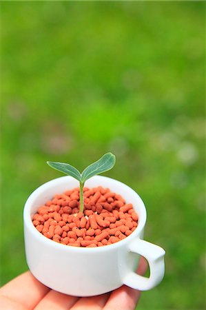 simsearch:649-06532928,k - Green leaf sprouting from a cup Stock Photo - Premium Royalty-Free, Code: 622-06549377