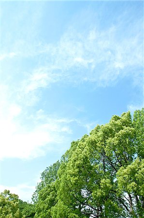 simsearch:622-06549403,k - Trees and sky with clouds Stock Photo - Premium Royalty-Free, Code: 622-06549408