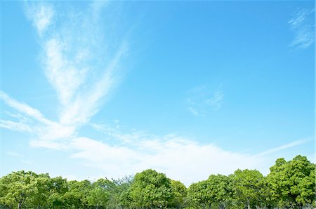 simsearch:622-06549403,k - Trees and sky with clouds Stock Photo - Premium Royalty-Free, Code: 622-06549409