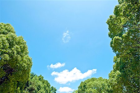 simsearch:622-06549403,k - Trees and sky with clouds Stock Photo - Premium Royalty-Free, Code: 622-06549412