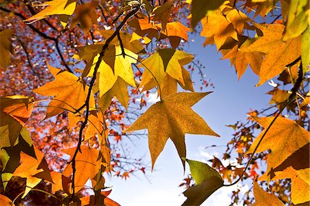fall season leaves trees - Autumn leaves Stock Photo - Premium Royalty-Free, Code: 622-06549425
