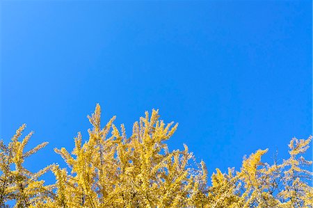 simsearch:622-06549403,k - Yellow leaves and blue sky Stock Photo - Premium Royalty-Free, Code: 622-06549428