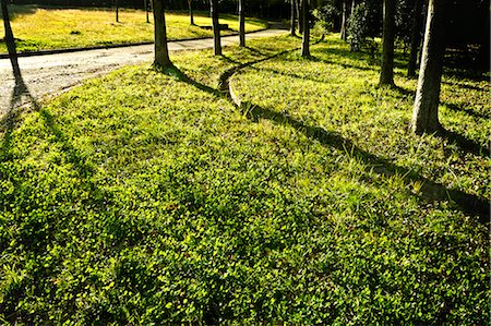Tree shadows on the ground Stock Photo - Premium Royalty-Free, Code: 622-06549423