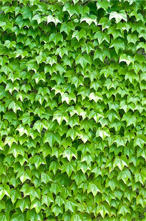 Green leaves Photographie de stock - Premium Libres de Droits, Code: 622-06549457