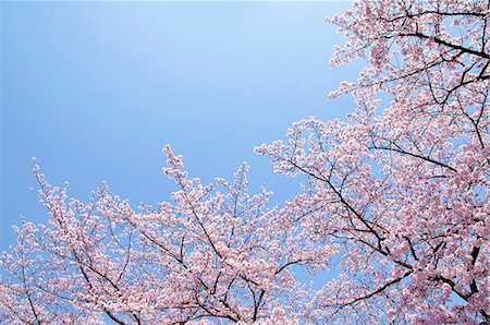 simsearch:622-06549403,k - Cherry blossoms and blue sky Stock Photo - Premium Royalty-Free, Code: 622-06549450