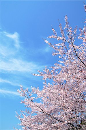 simsearch:622-06549403,k - Cherry blossoms and blue sky with clouds Stock Photo - Premium Royalty-Free, Code: 622-06549451
