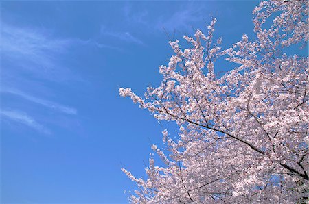 simsearch:622-06549403,k - Cherry blossoms and blue sky with clouds Stock Photo - Premium Royalty-Free, Code: 622-06549452