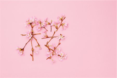 Japanese text with Cherry blossom Stock Photo - Premium Royalty-Free, Code: 622-06782261