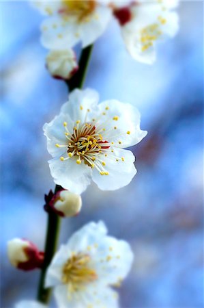 White plum blossoms, Osaka Prefecture Stock Photo - Premium Royalty-Free, Code: 622-06809058