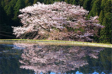 flowers in water - Cherry blossoms in Morokino, Nara Prefecture Stock Photo - Premium Royalty-Free, Code: 622-06809104