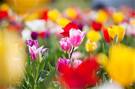 red flowers in the garden - Colorful tulips Stock Photo - Premium Royalty-Free, Code: 622-06809127