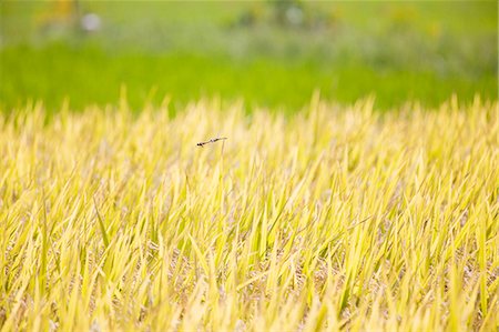 Red dragonfly in rice field Stock Photo - Premium Royalty-Free, Code: 622-06809138