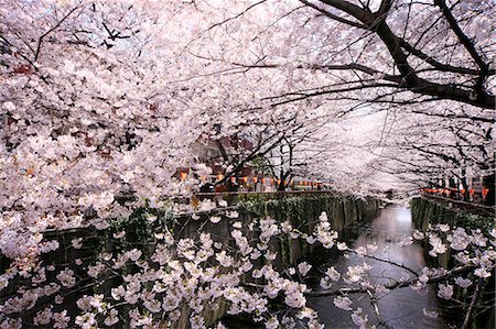 Cherry trees at Meguro River Stock Photo - Premium Royalty-Free, Code: 622-06809147