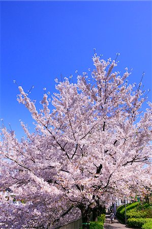 Cherry blossoms and sky Stock Photo - Premium Royalty-Free, Code: 622-06809153
