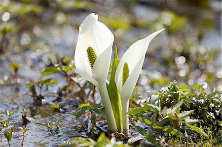 simsearch:622-06809313,k - Skunk cabbage flowers Stock Photo - Premium Royalty-Free, Code: 622-06809303