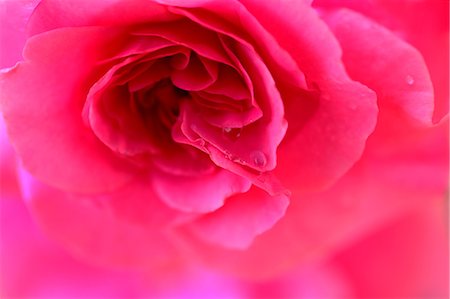rose petals - Pink rose Stock Photo - Premium Royalty-Free, Code: 622-06809357