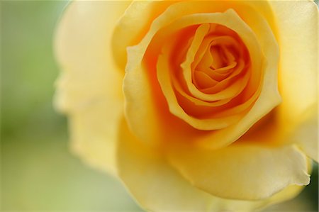 single rose - Rose Stock Photo - Premium Royalty-Free, Code: 622-06809362