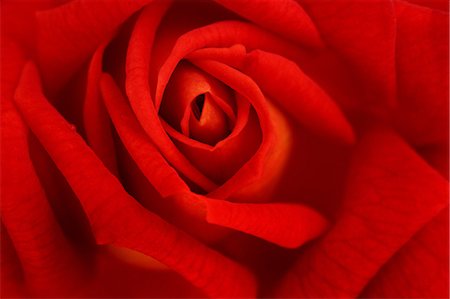 single rose - Red rose Stock Photo - Premium Royalty-Free, Code: 622-06809371