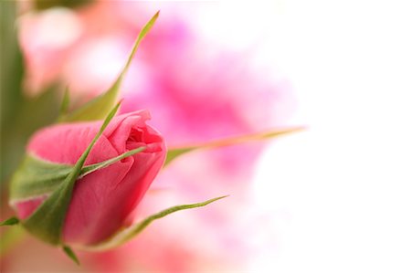single rose - Pink rose Stock Photo - Premium Royalty-Free, Code: 622-06809372