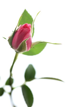 single rose - Pink rose Stock Photo - Premium Royalty-Free, Code: 622-06809373