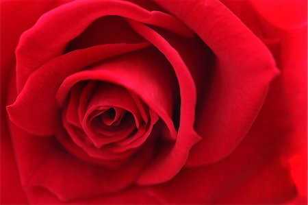 single rose - Red rose Stock Photo - Premium Royalty-Free, Code: 622-06809382