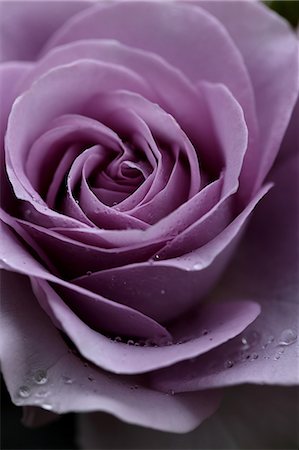 single rose - Pink rose Stock Photo - Premium Royalty-Free, Code: 622-06809393