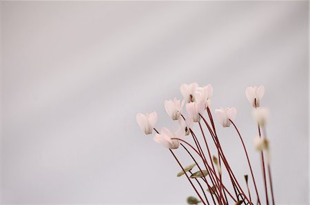 Cyclamen Stock Photo - Premium Royalty-Free, Code: 622-06809450