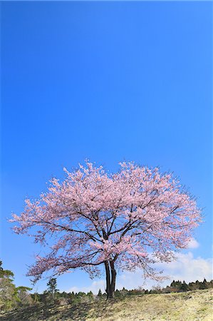 flower pretty - Blue sky and cherry tree in full bloom Stock Photo - Premium Royalty-Free, Code: 622-06809575