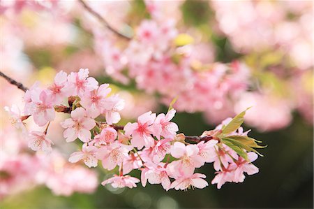 Cherry blossoms Stock Photo - Premium Royalty-Free, Code: 622-06809581