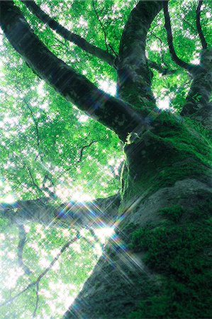 simsearch:622-06487634,k - Beech tree and rays of light Stock Photo - Premium Royalty-Free, Code: 622-06809617