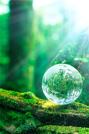 Glass sphere on a tree Foto de stock - Sin royalties Premium, Código: 622-06809622