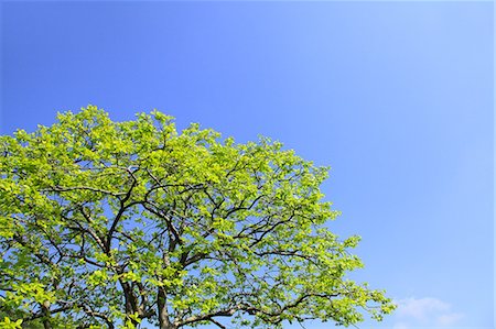 simsearch:622-06487634,k - Green leaves and blue sky Stock Photo - Premium Royalty-Free, Code: 622-06809659