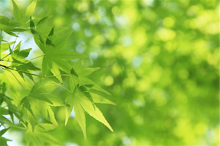 simsearch:622-06487634,k - Green maple leaves Stock Photo - Premium Royalty-Free, Code: 622-06809664