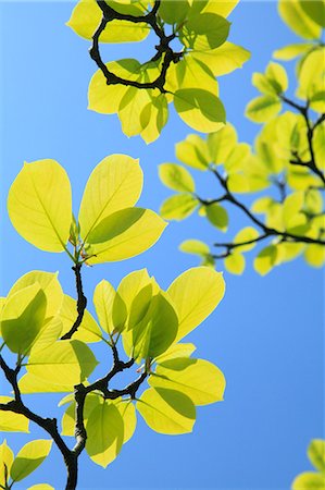 simsearch:622-07811053,k - Green leaves and blue sky Photographie de stock - Premium Libres de Droits, Code: 622-06809668