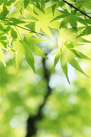 simsearch:622-06487634,k - Green maple leaves Stock Photo - Premium Royalty-Free, Code: 622-06809662