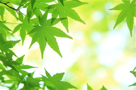 Green maple leaves Stock Photo - Premium Royalty-Free, Code: 622-06809663