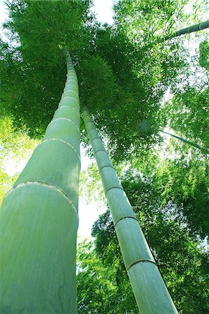 Bamboo forest Foto de stock - Sin royalties Premium, Código: 622-06809675