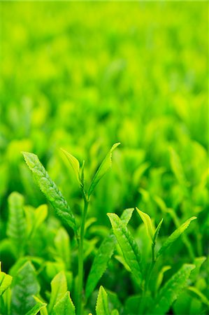sprout (new plant growth) - Tea leaves Stock Photo - Premium Royalty-Free, Code: 622-06809687