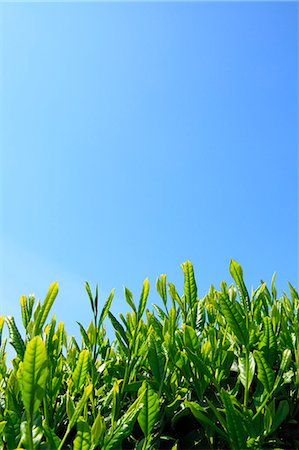 Tea leaves and blue sky Stock Photo - Premium Royalty-Free, Code: 622-06809680