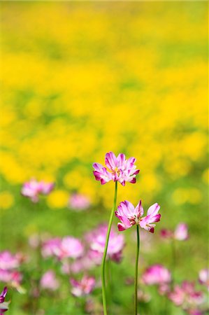 flower garden - Astragals Stock Photo - Premium Royalty-Free, Code: 622-06809700