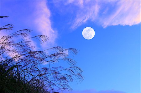 full moon and clouds - Full moon and silver grass Stock Photo - Premium Royalty-Free, Code: 622-06809752