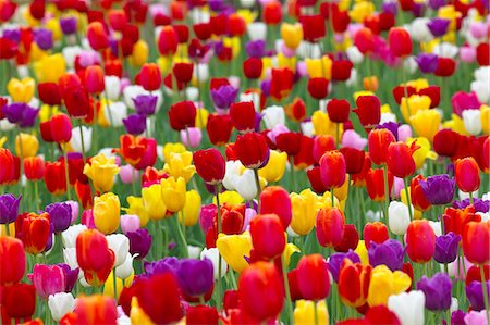 Tulip flowers Foto de stock - Sin royalties Premium, Código: 622-06842010