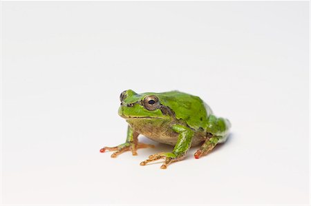 frog - Japanese tree frog Foto de stock - Sin royalties Premium, Código: 622-06842050